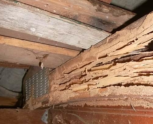 termite damage